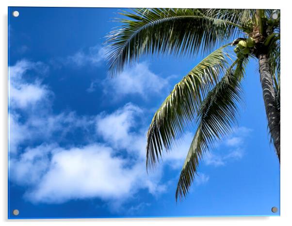 Palm tree with blue sky and clouds for a tropical travel backgro Acrylic by Thomas Baker