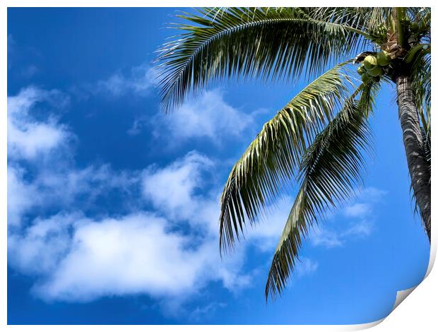 Palm tree with blue sky and clouds for a tropical travel backgro Print by Thomas Baker