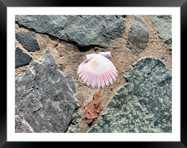 Seashell embedded in rock and sand  Framed Mounted Print by Thomas Baker