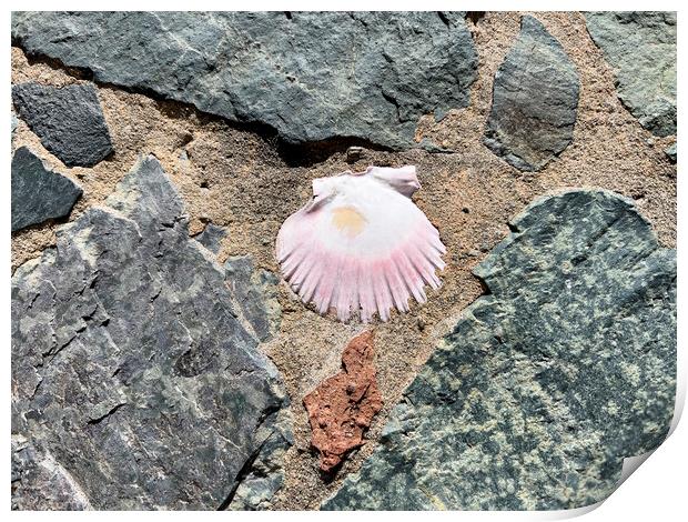 Seashell embedded in rock and sand  Print by Thomas Baker