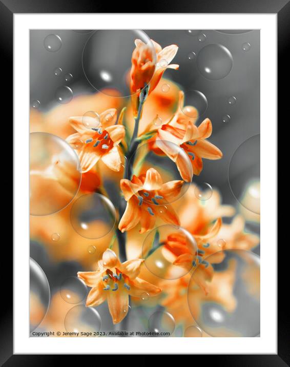 Effervescence of Orange Blooms Framed Mounted Print by Jeremy Sage