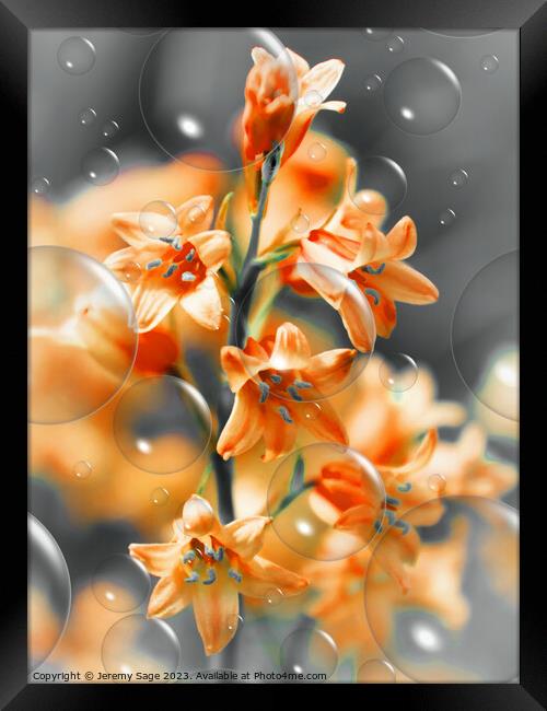 Effervescence of Orange Blooms Framed Print by Jeremy Sage