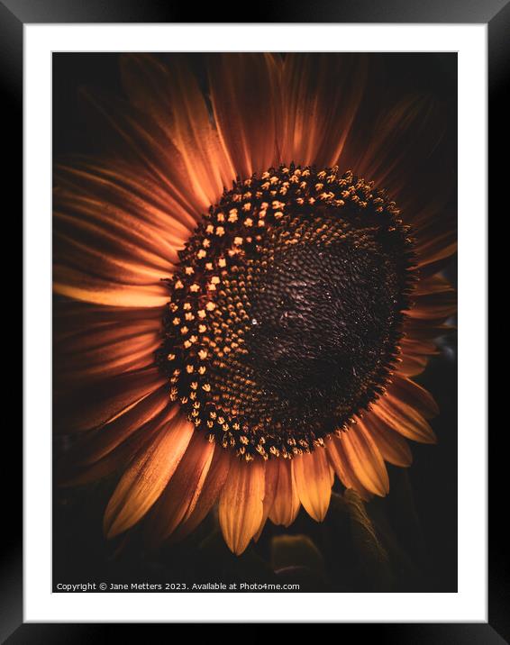 A Sunflower Close-Up Framed Mounted Print by Jane Metters