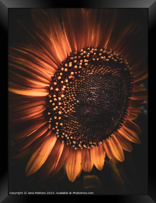 A Sunflower Close-Up Framed Print by Jane Metters