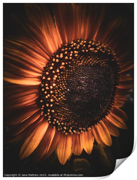 A Sunflower Close-Up Print by Jane Metters