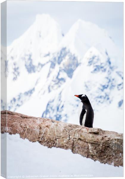 Onlooking Gentoo Penguin Canvas Print by Sebastien Greber