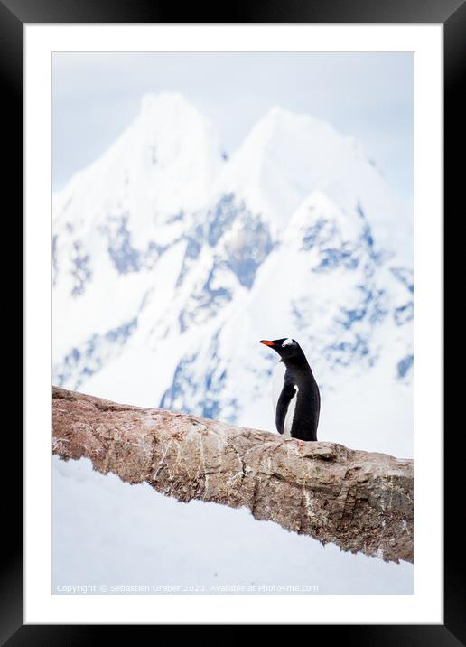 Onlooking Gentoo Penguin Framed Mounted Print by Sebastien Greber