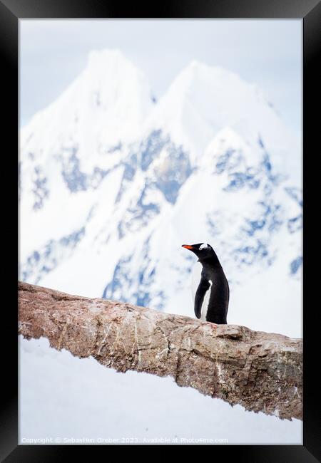 Onlooking Gentoo Penguin Framed Print by Sebastien Greber