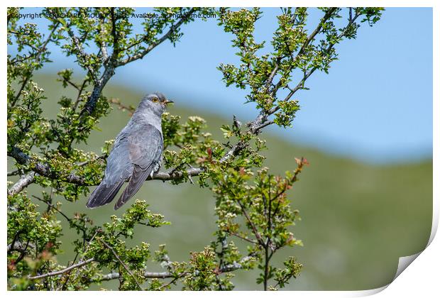 Male Cuckoo Print by RICHARD MOULT