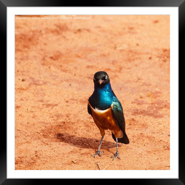 Superb Starling With Attitude Framed Mounted Print by Howard Kennedy