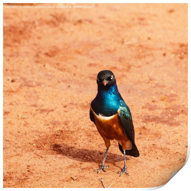Superb Starling With Attitude Print by Howard Kennedy