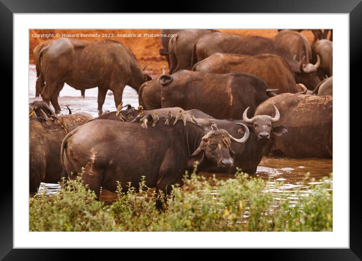 Cape Buffalo covered in Oxpeckers Framed Mounted Print by Howard Kennedy