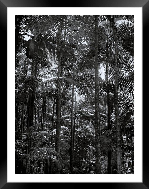 Mount Warning Palm Forest Framed Mounted Print by Steve Painter