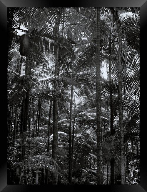 Mount Warning Palm Forest Framed Print by Steve Painter