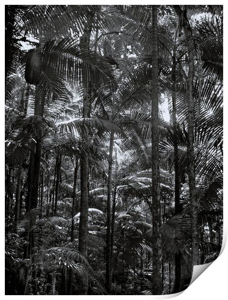 Mount Warning Palm Forest Print by Steve Painter