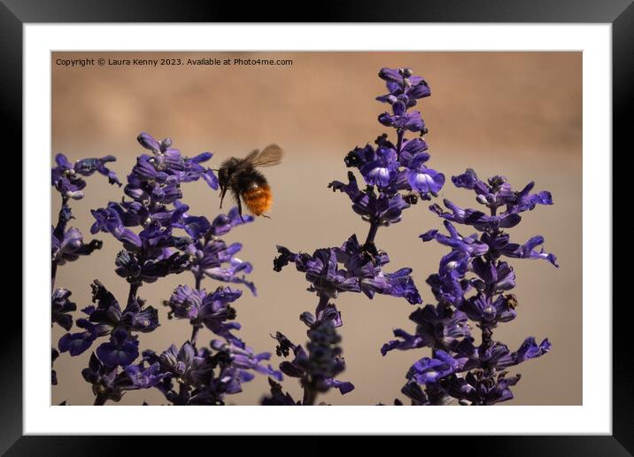 Busy Bee Framed Mounted Print by Laura Kenny