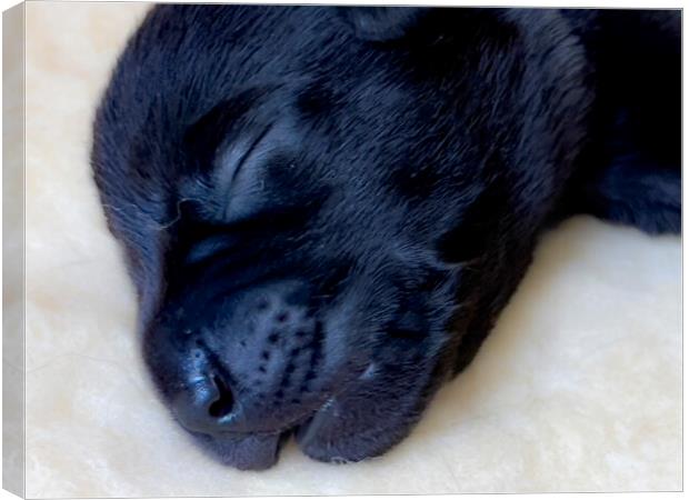 Sleepy Puppy Labrador  Canvas Print by Glen Allen