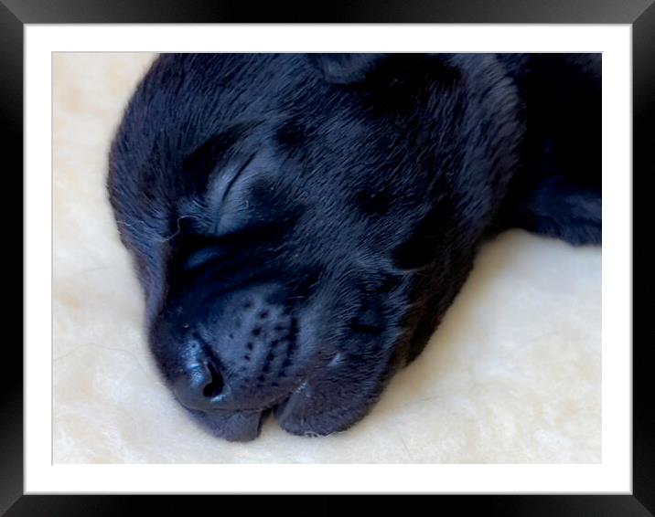 Sleepy Puppy Labrador  Framed Mounted Print by Glen Allen