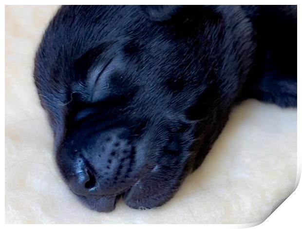 Sleepy Puppy Labrador  Print by Glen Allen