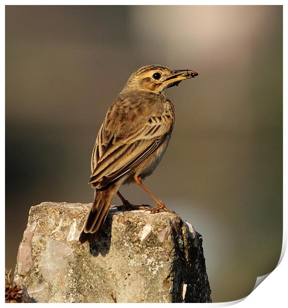 Paddyfield Pipit with prey Print by Bhagwat Tavri