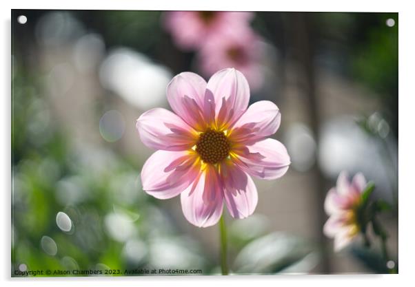 Sunlit Dahlia Flower Acrylic by Alison Chambers