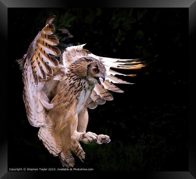 Eagle Owl  Framed Print by Stephen Taylor