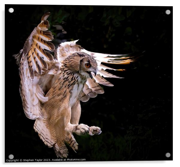 Eagle Owl  Acrylic by Stephen Taylor