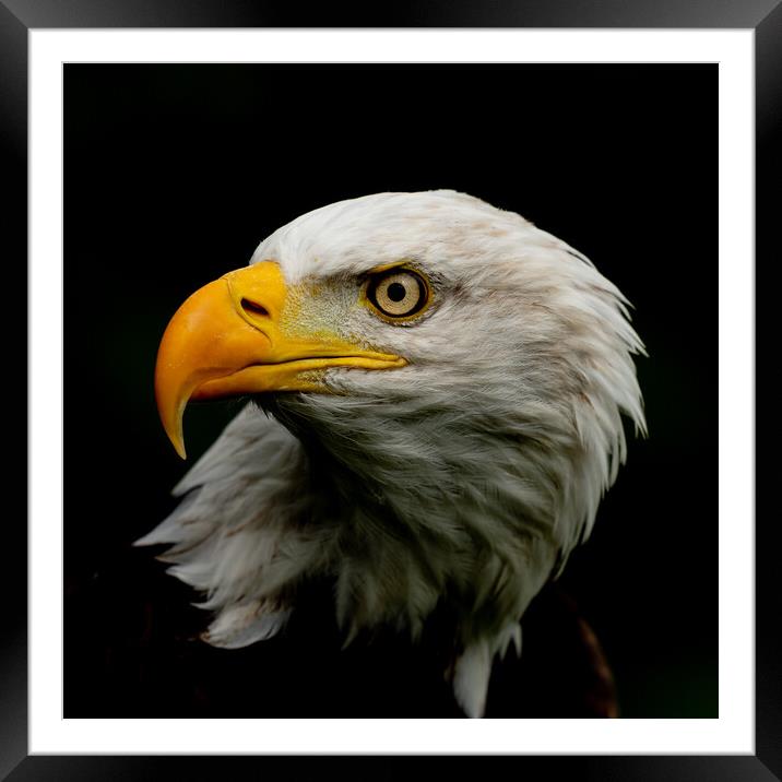 Bold Eagle's Intimate Portrait Framed Mounted Print by Arnie Livingston