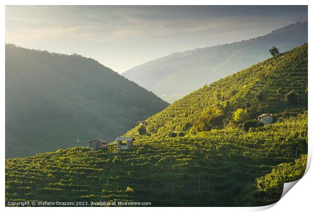 Vineyards and a few small rural cottages on the Prosecco hills.  Print by Stefano Orazzini
