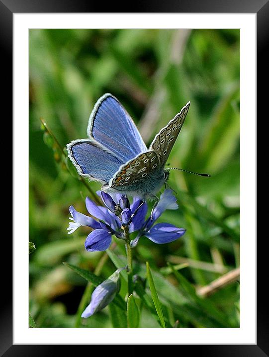 Holly Blue Framed Mounted Print by Nicky Vines