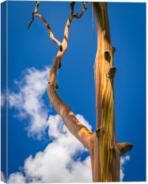 Branches of rainbow eucalyptus trees in Keahua Arboretum Canvas Print by Steve Heap