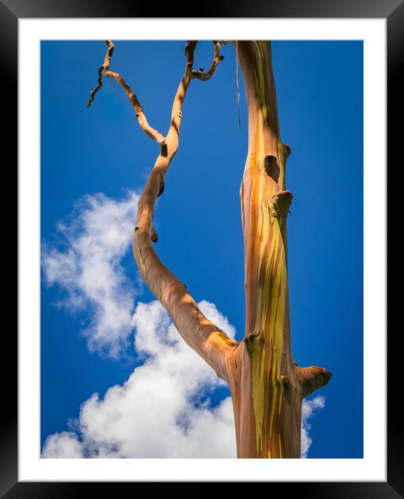 Branches of rainbow eucalyptus trees in Keahua Arboretum Framed Mounted Print by Steve Heap