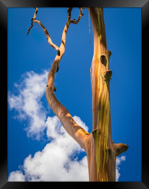 Branches of rainbow eucalyptus trees in Keahua Arboretum Framed Print by Steve Heap