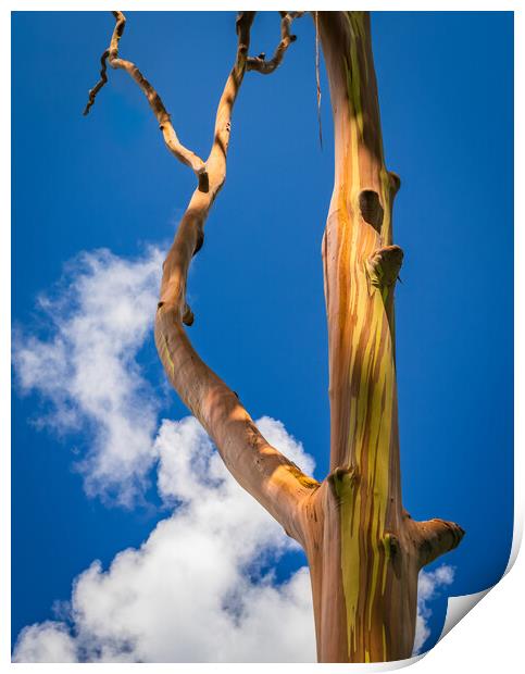 Branches of rainbow eucalyptus trees in Keahua Arboretum Print by Steve Heap