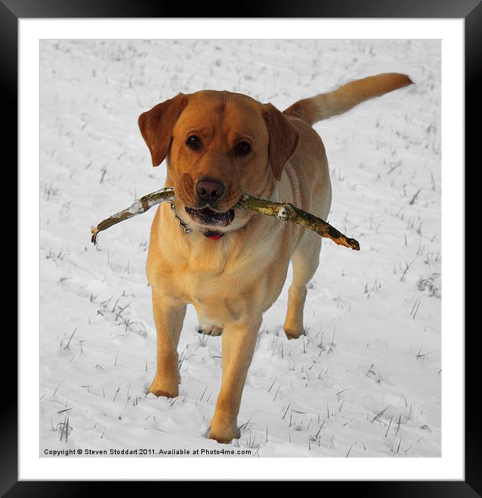 Labrador in the snow Framed Mounted Print by Steven Stoddart