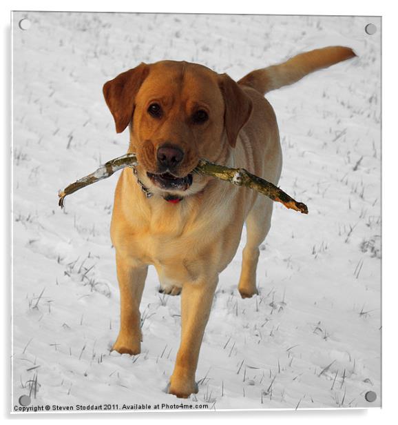 Labrador in the snow Acrylic by Steven Stoddart