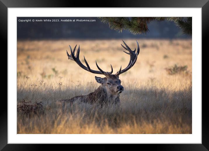 Huge antlers on the stag of a Bushy Park deer Framed Mounted Print by Kevin White