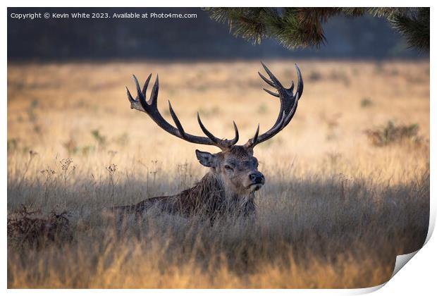 Huge antlers on the stag of a Bushy Park deer Print by Kevin White
