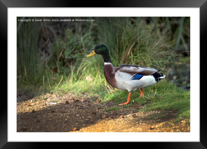 Male Mallard duck with water droplets after exiting pond Framed Mounted Print by Kevin White