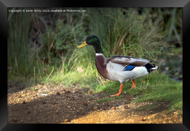 Male Mallard duck with water droplets after exiting pond Framed Print by Kevin White