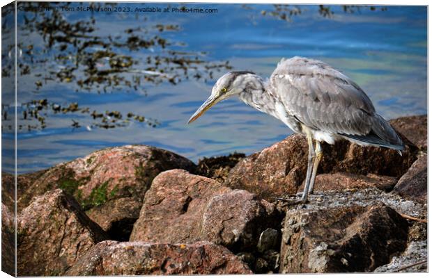 'The Graceful Grey Heron' Canvas Print by Tom McPherson