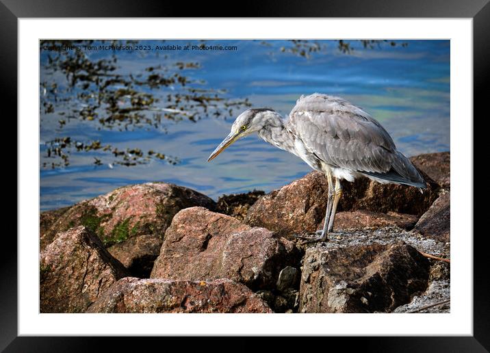 'The Graceful Grey Heron' Framed Mounted Print by Tom McPherson