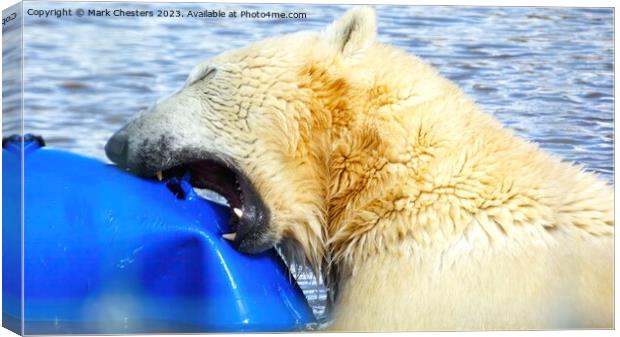 polar bear teeth on show Canvas Print by Mark Chesters