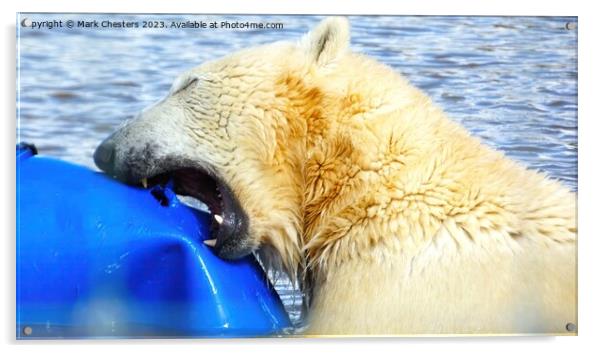 polar bear teeth on show Acrylic by Mark Chesters