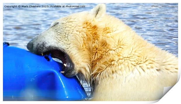 polar bear teeth on show Print by Mark Chesters