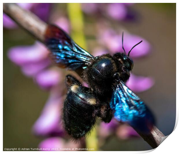 A female carpenter bee (Xylocopa caffra) at rest. Print by Adrian Turnbull-Kemp