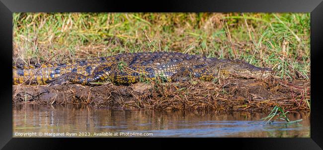 Nile Crocodile Framed Print by Margaret Ryan