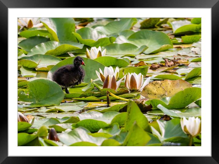 Moorhen on Bosherston Lily Ponds, Pembrokeshire Framed Mounted Print by Colin Allen