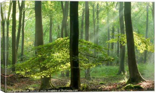 Sunlit woodland Canvas Print by Simon Johnson