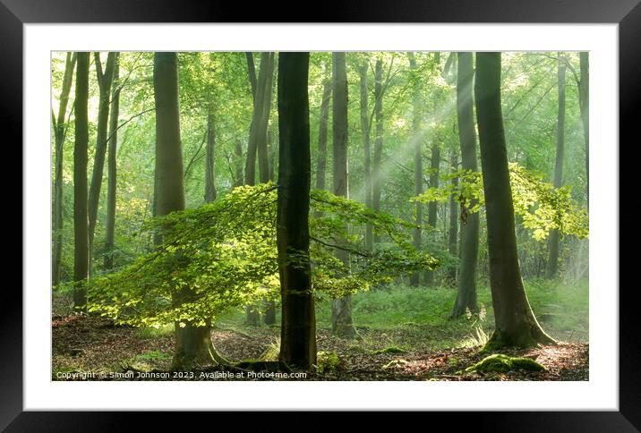 Sunlit woodland Framed Mounted Print by Simon Johnson